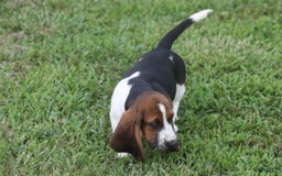 Basset Hound dogs for sale: Deb - Image 4