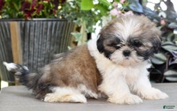 Shih Tzu dogs for sale: Daisy - Image 3