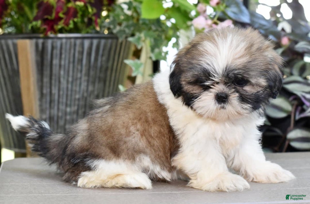 Shih Tzu dogs for sale: Daisy - Image 3