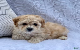 Bichpoo dogs for sale: Chloe - Image 4