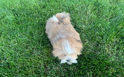 Lhasa Apso dogs for sale: Daisy Mae - Image 2