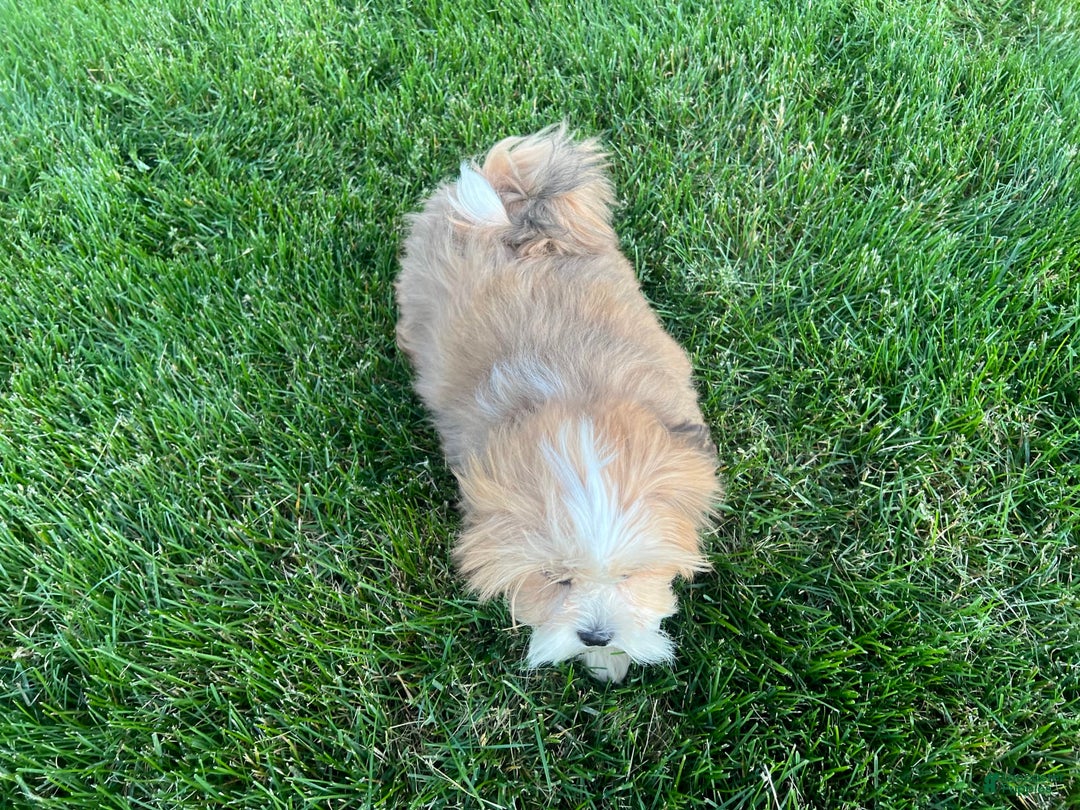 Lhasa Apso dogs for sale: Daisy Mae - Image 2