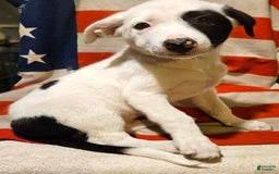 Border Collie dogs for sale: Bambi - Image 39