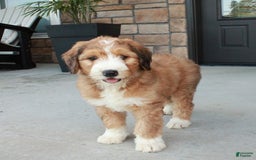 Bernedoodle dogs for sale: Chloe - Image 5
