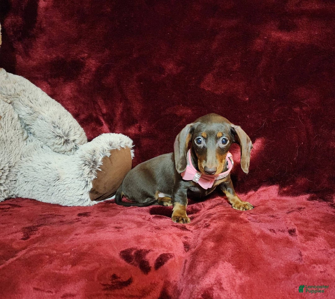Miniature Dachshund dogs for sale: PUDDIN - Image 4