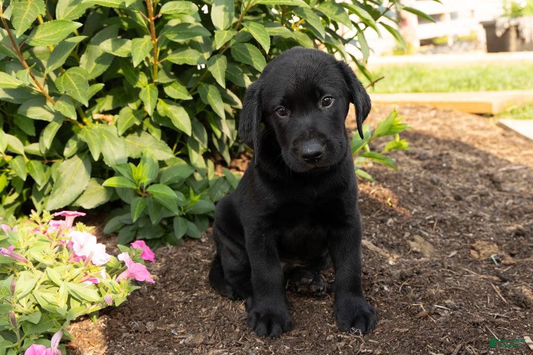 Labrador Retriever dogs for sale: Forest - Image 2