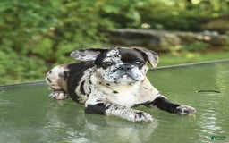 French Bulldog dogs for sale: Donut - Image 3