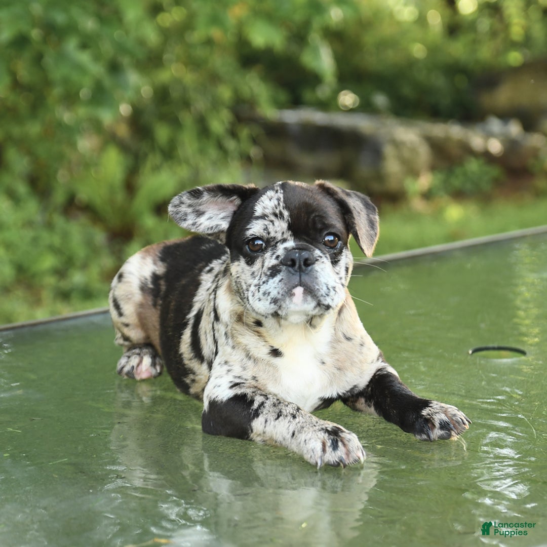 French Bulldog dogs for sale: Donut - Image 3