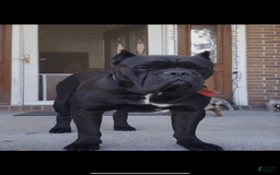 Cane Corso dogs for sale: King Rocky Blue - Image 2