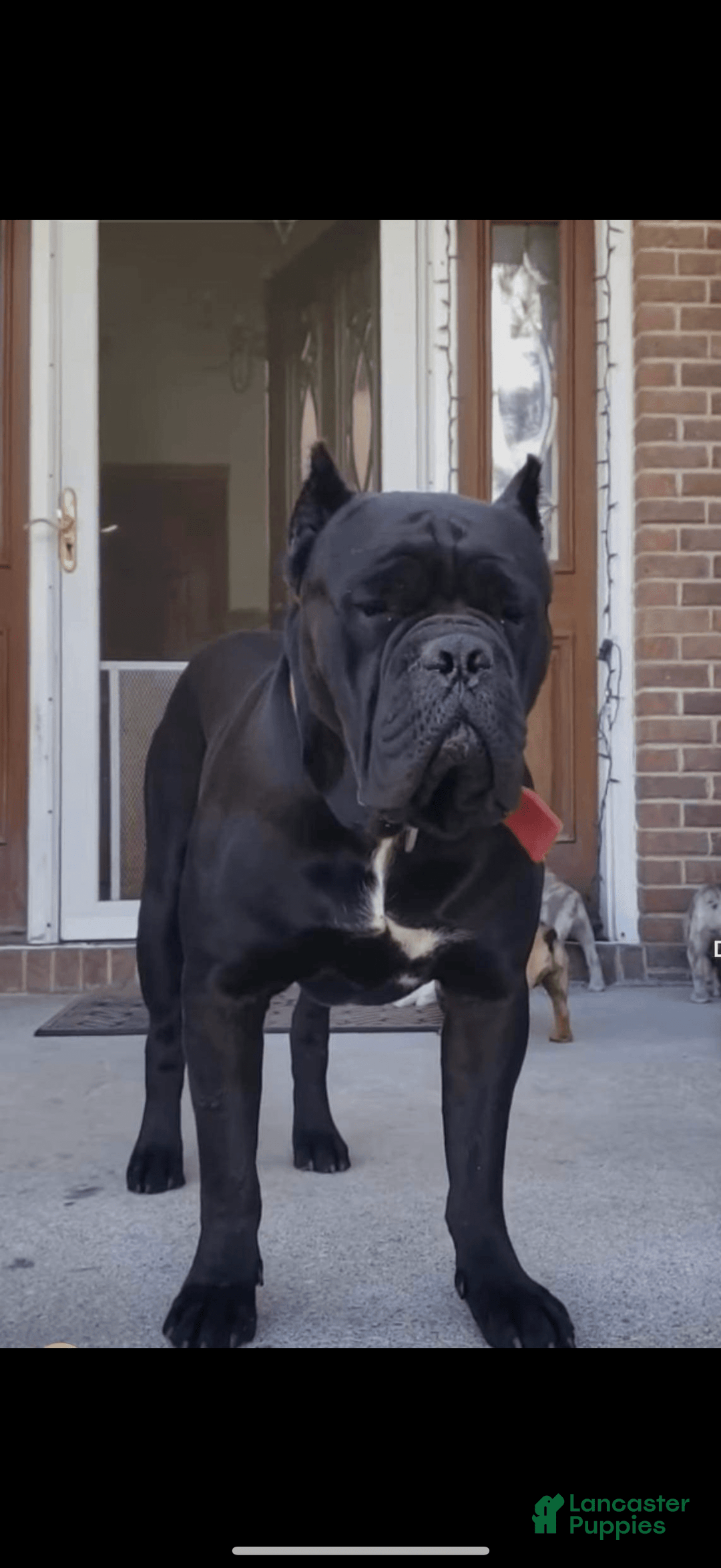Cane Corso dogs for sale: King Rocky Blue - Image 2