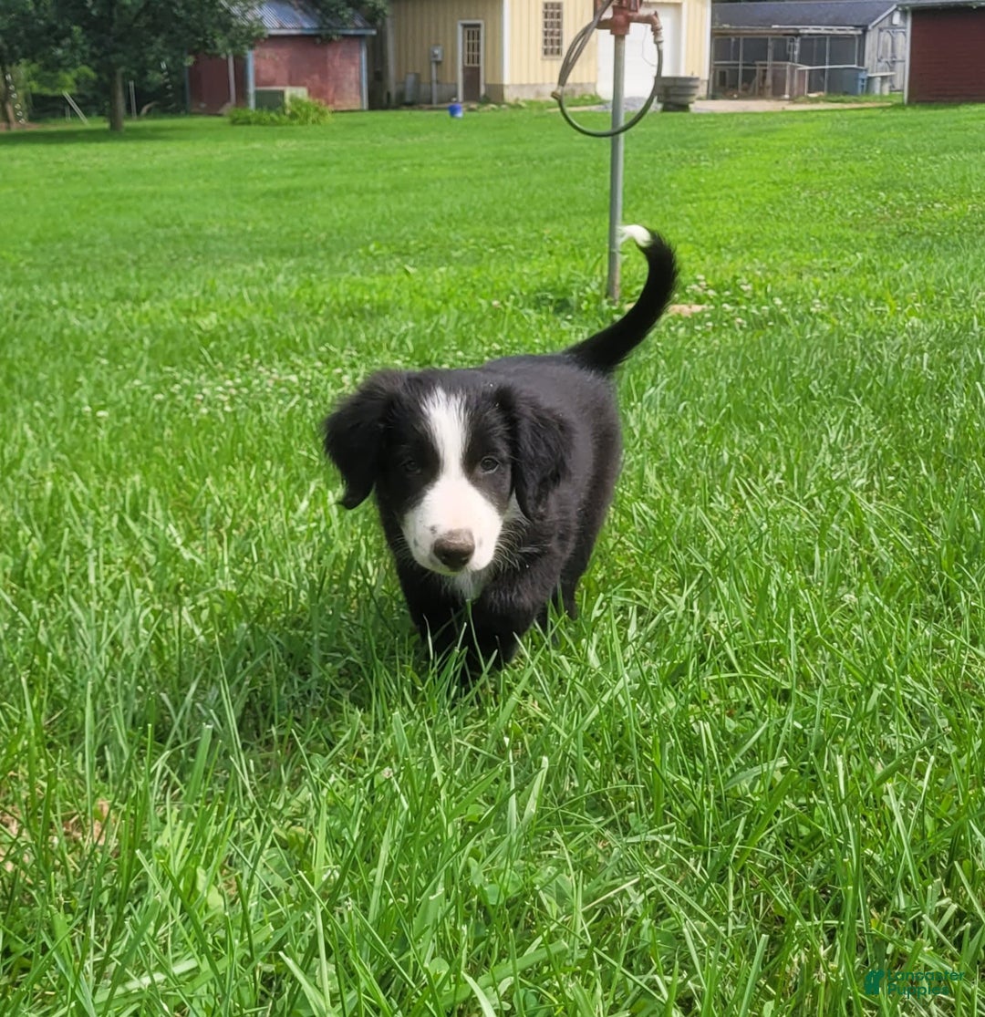Border Collie dogs for sale: Bingo - Image 2