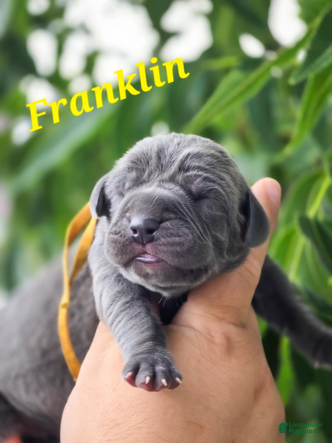 Great Dane dogs for sale: Franklin - Image 1