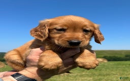 Golden Retriever dogs for sale: Meadow - Image 4