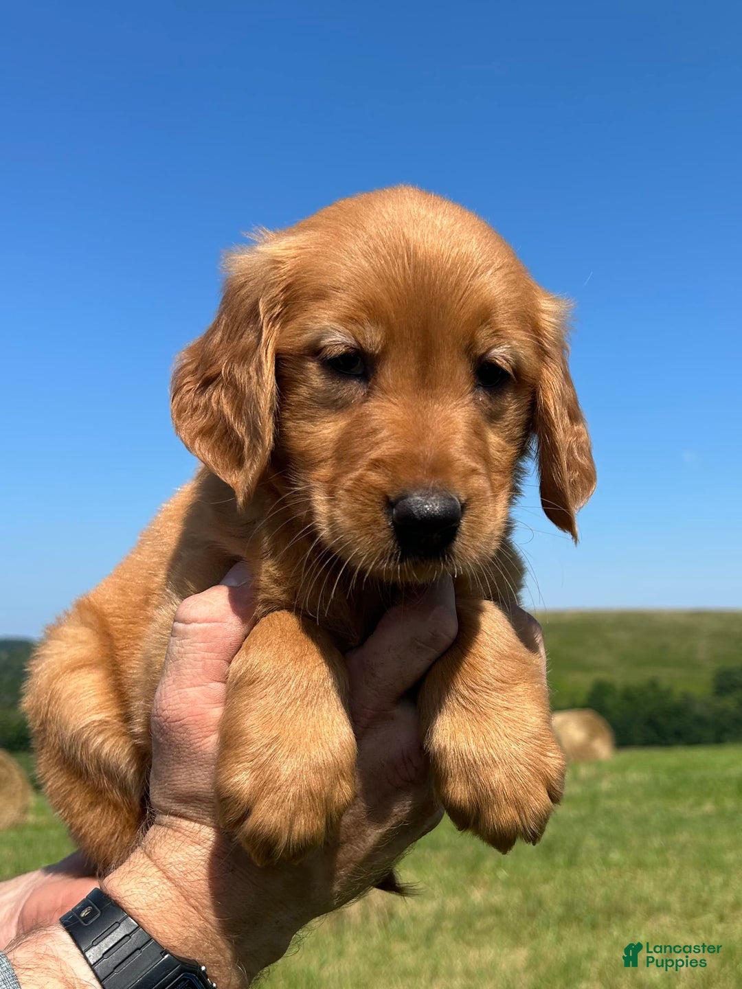 Golden Retriever dogs for sale: Meadow - Image 4