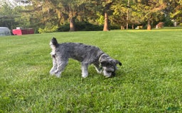 Schnoodle dogs for sale: Ramsey - Image 4