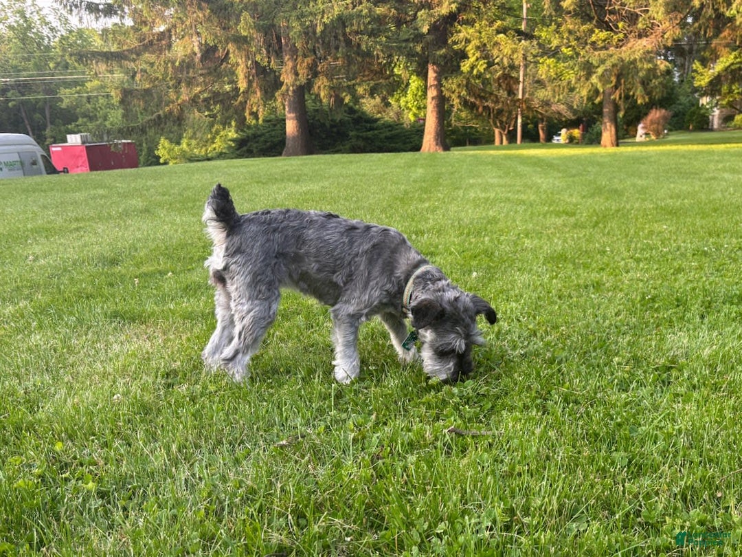 Schnoodle dogs for sale: Ramsey - Image 4