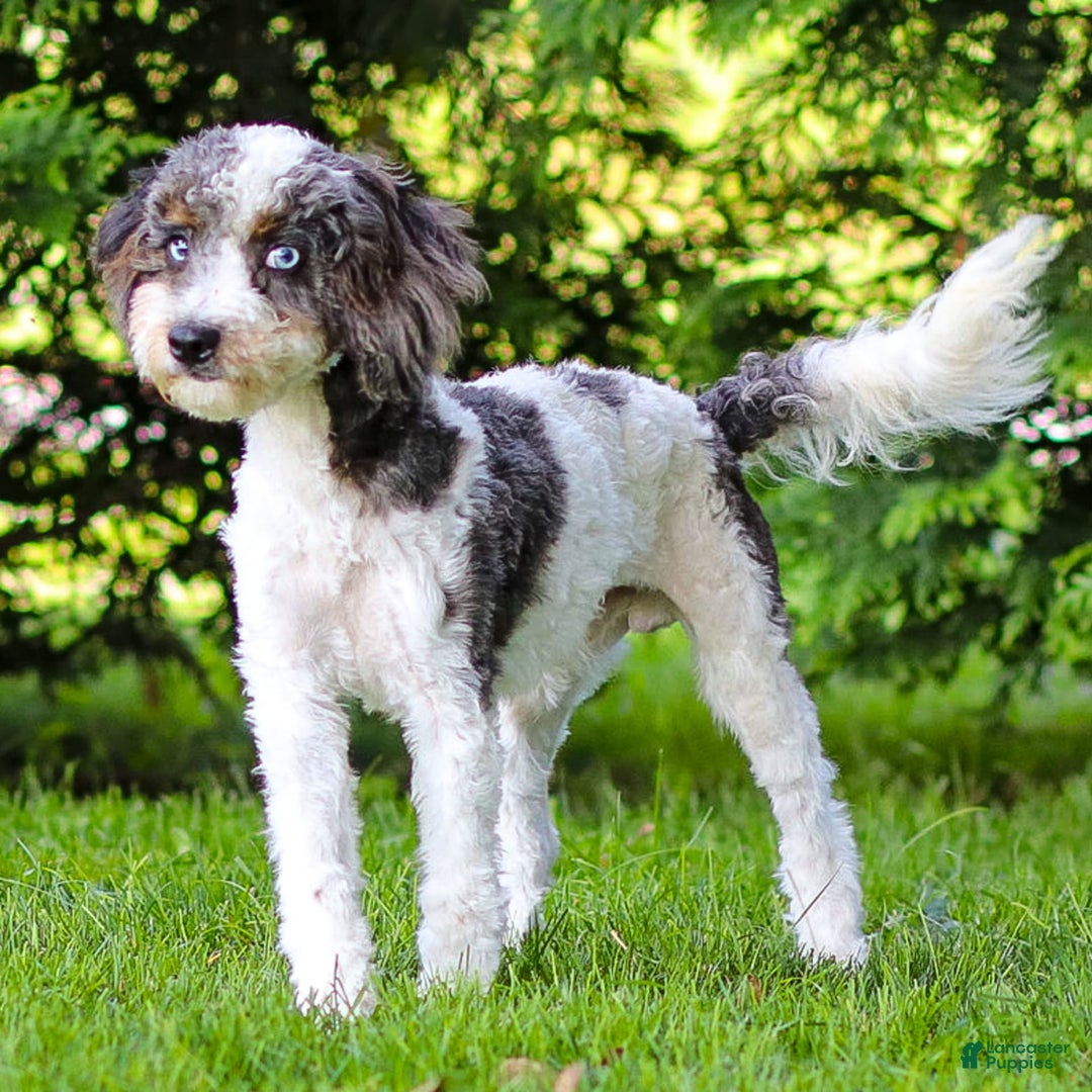 Cavapoo dogs for sale: Timon - Image 3