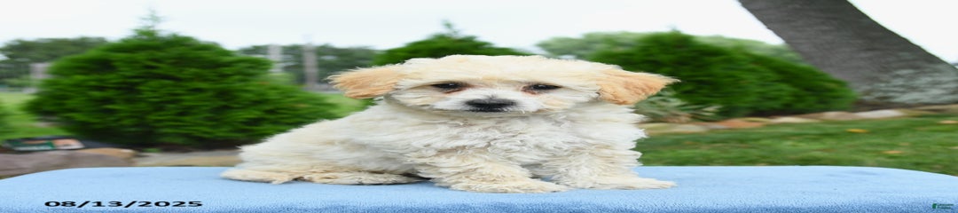Archie