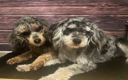 Maltipoo dogs for sale: Maribel - Listing for pets: Avery, Maribel, Isabella, Hudson, Huxley - Image 5