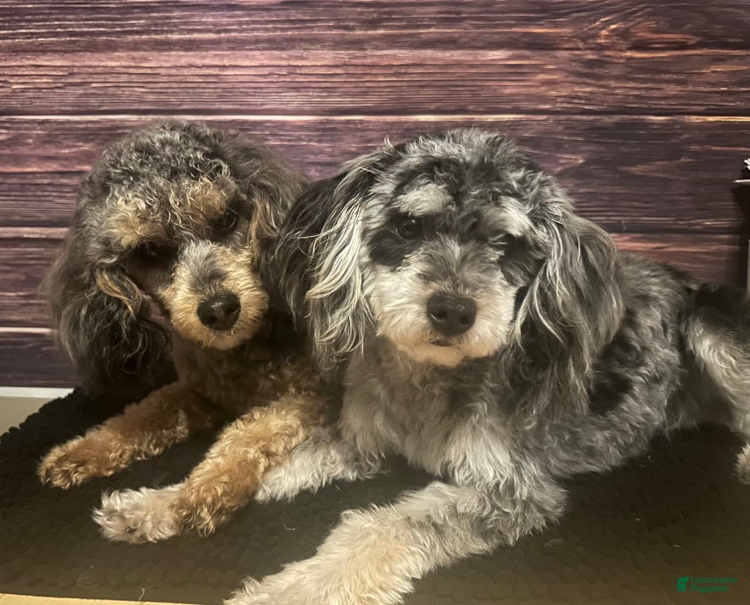 Maltipoo dogs for sale: Maribel - Listing for pets: Avery, Maribel, Isabella, Hudson, Huxley - Image 5