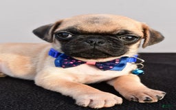 Pug dogs for sale: Pug 2 puppies - Image 4