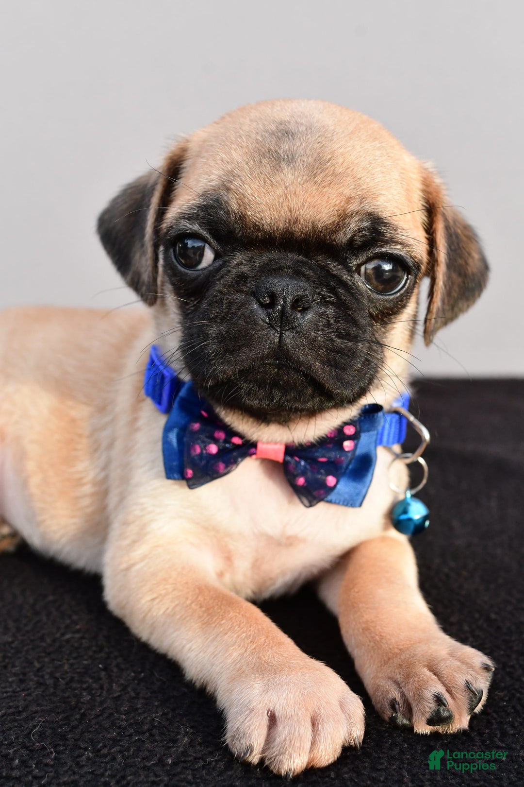 Pug dogs for sale: Pug 2 puppies - Image 4