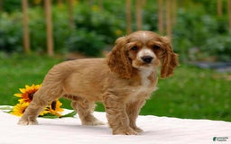 Cocker Spaniel dogs for sale: Tyson - Image 5