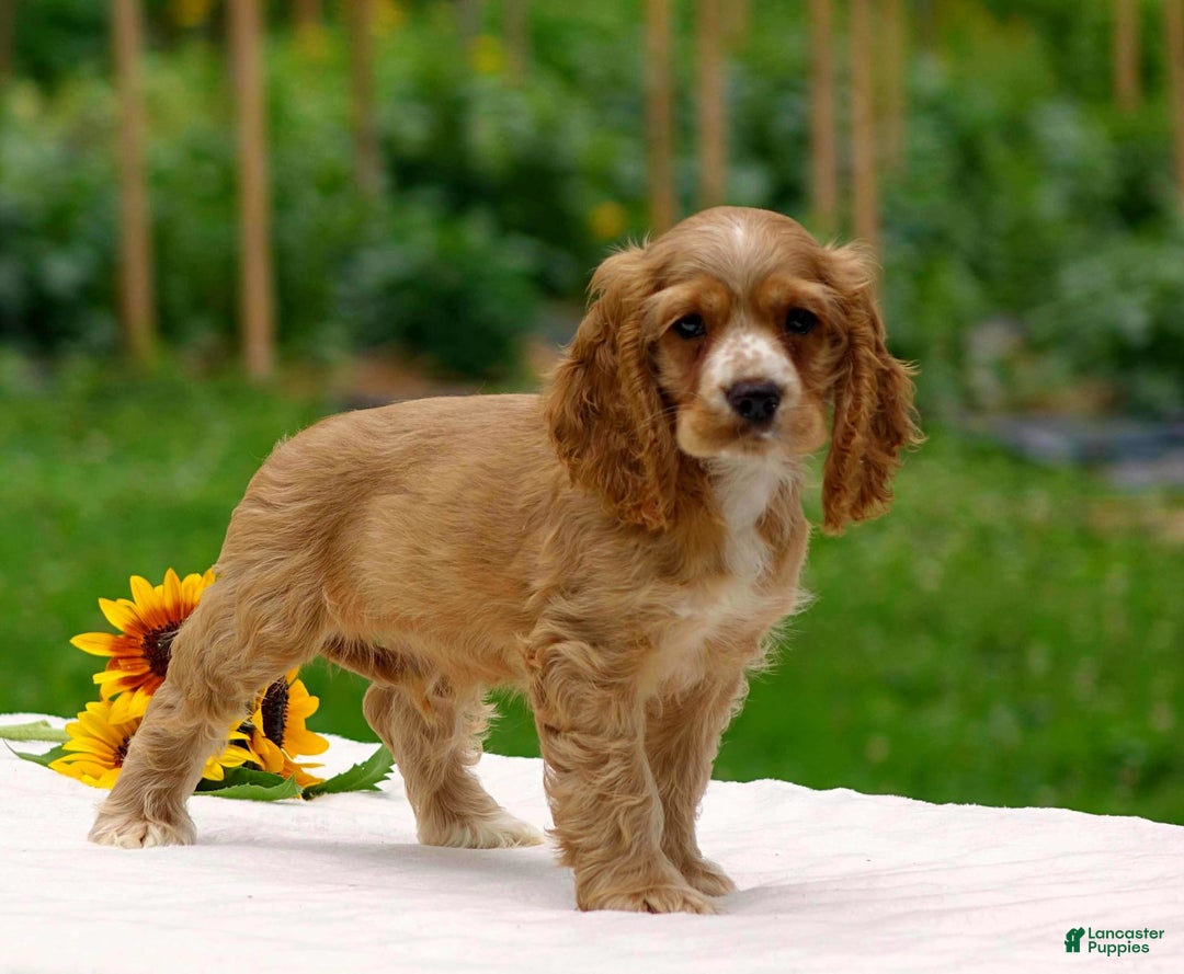 Cocker Spaniel dogs for sale: Tyson - Image 5