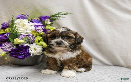 Shihpoo dogs for sale: Cookie - Image 3