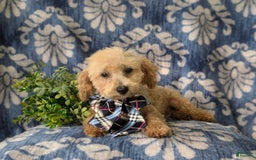 Miniature Poodle dogs for sale: Fabian - Image 10