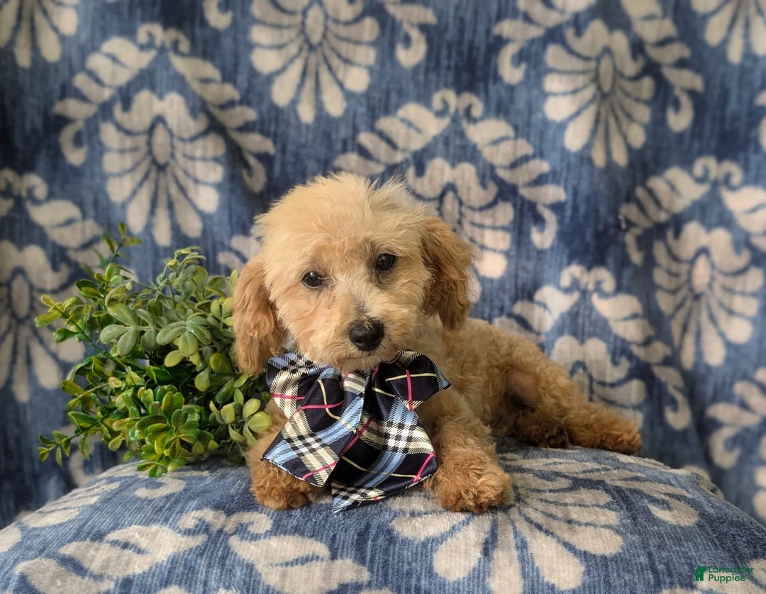 Miniature Poodle dogs for sale: Fabian - Image 10