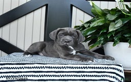 Cane Corso dogs for sale: Flash - Image 2
