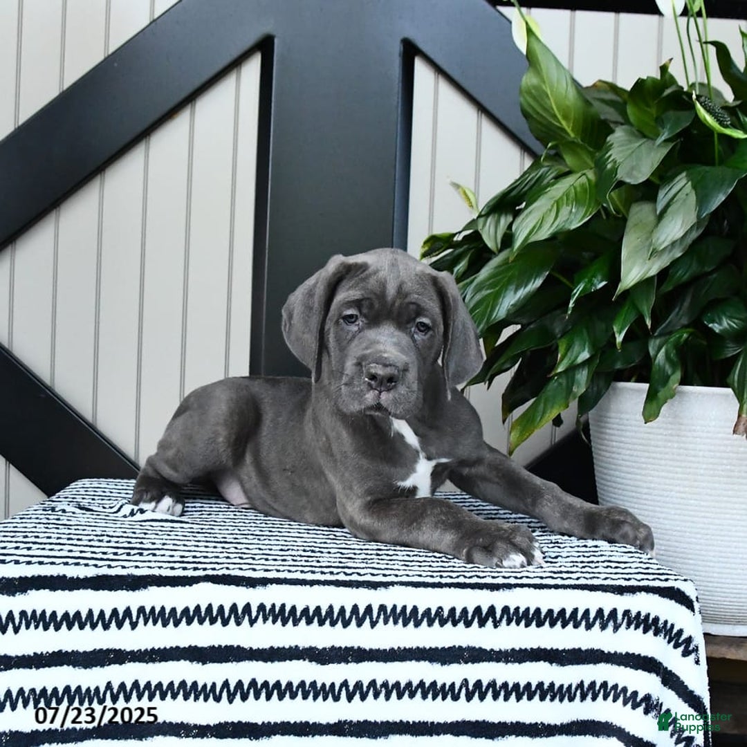 Cane Corso dogs for sale: Flash - Image 2