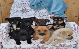 Welsh Corgi Pembroke dogs for sale: Jack - Image 2
