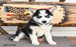 Siberian Husky dogs for sale: Raylee - Image 5