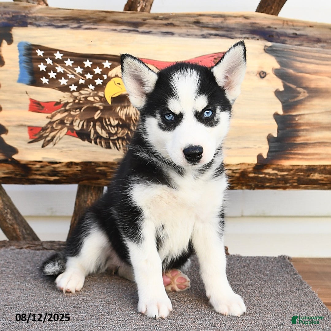 Siberian Husky dogs for sale: Raylee - Image 5