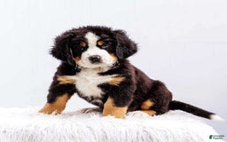 Bernese Mountain Dog dogs for sale: Handsome - Image 2