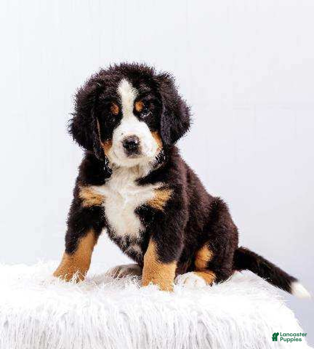 Bernese Mountain Dog dogs for sale: Handsome - Image 2