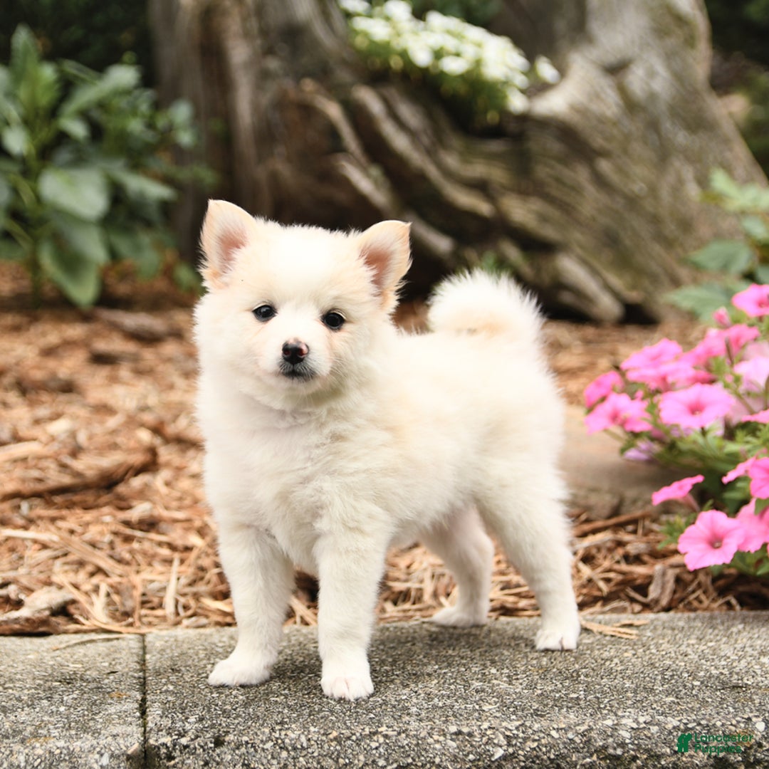 Pomeranian dogs for sale: Sophie - Image 2
