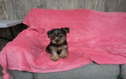 Yorkshire Terrier dogs for sale: Buddy - Image 12