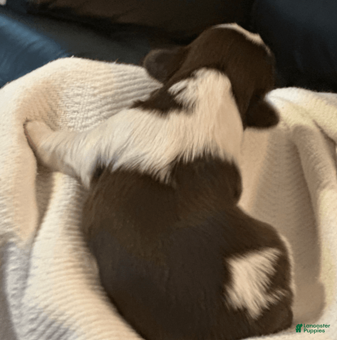 Shih Tzu dogs for sale: Sally - Image 3