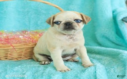 Pug dogs for sale: Penny - Image 3