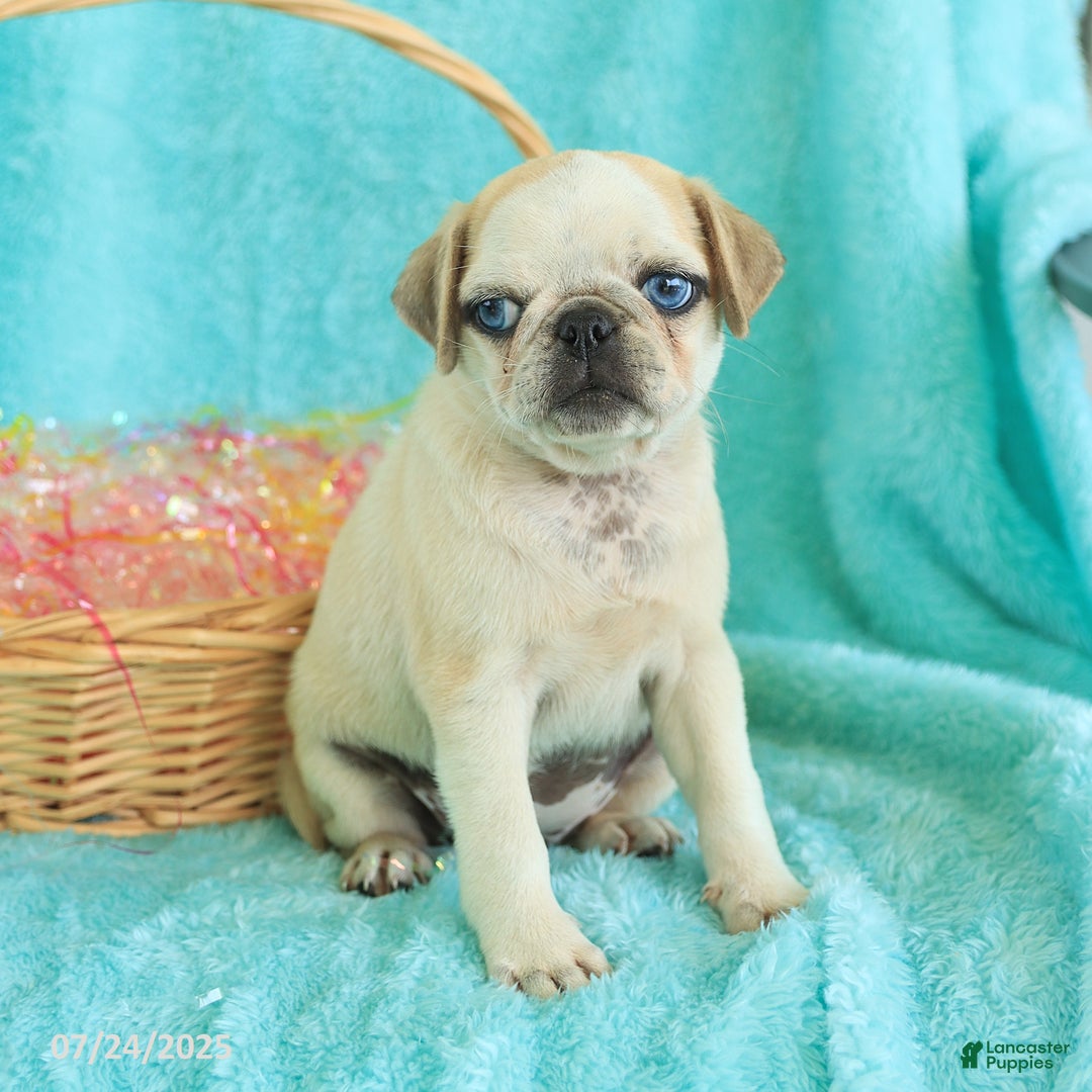 Pug dogs for sale: Penny - Image 3