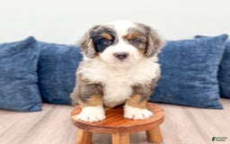 Mini Bernedoodle dogs for sale: Milo - Image 7