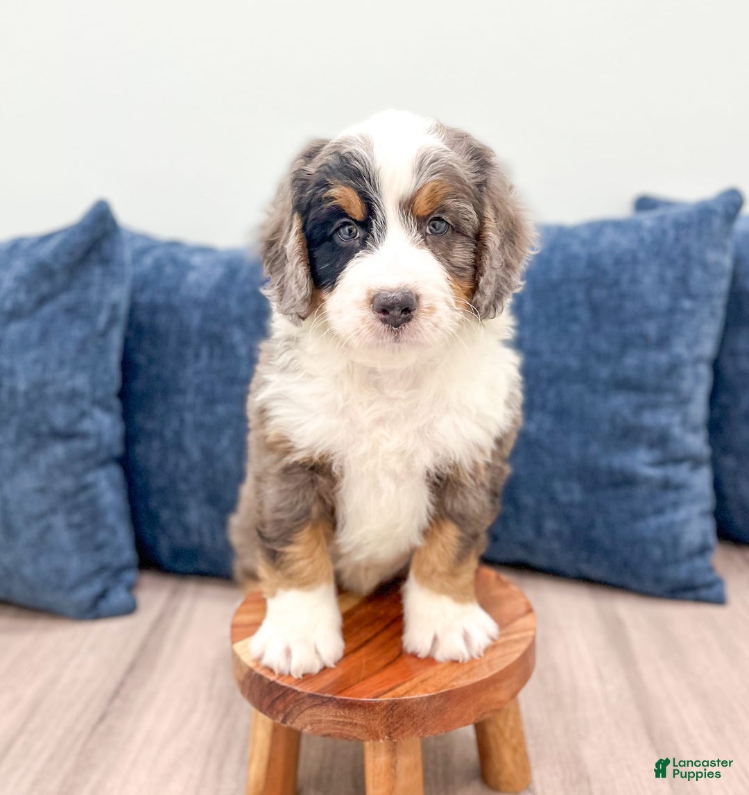 Mini Bernedoodle dogs for sale: Milo - Image 7