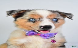 Miniature Australian Shepherd dogs for sale: Sky - Image 6