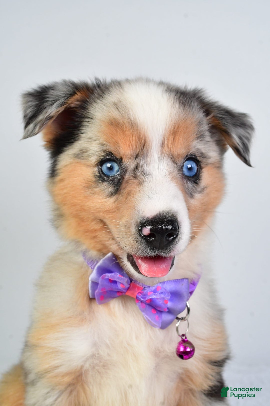 Miniature Australian Shepherd dogs for sale: Sky - Image 6