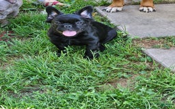 French Bulldog dogs for sale: Fluffy Female Liz - Image 6