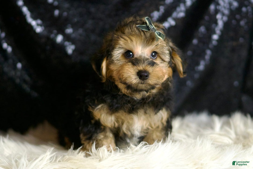 Yorkiepoo dogs for sale: Charming - Image 3