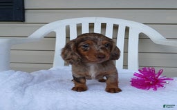 Miniature Dachshund dogs for sale: Sasha - Image 2